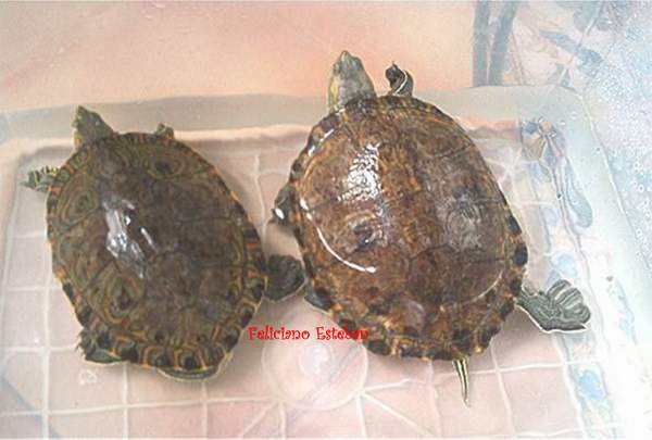 Trachemys scripta ornata (pareja adulta).jpg