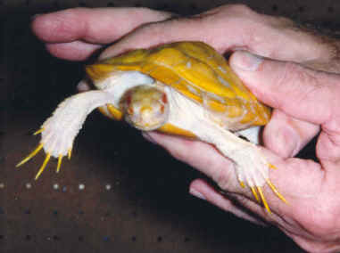 Trachemys_scripta_elegans_albino_male_front.jpg