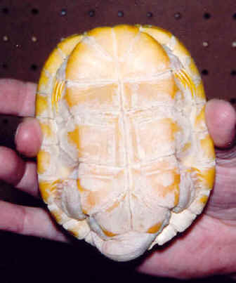 Trachemys_scripta_elegans_albino_male_plastron.jpg
