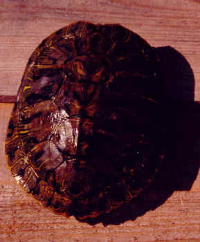 Trachemys_scripta_elegans_dark.jpg