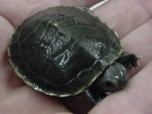 Trachemys_scripta_elegans_hypermelanistic_PMoody_1b.jpg