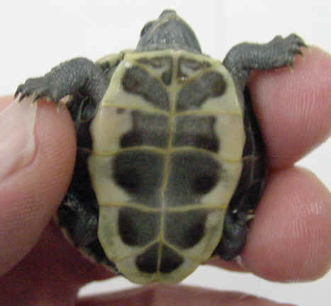 Trachemys_scripta_elegans_hypermelanistic_PMoody_1e.jpg