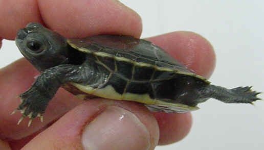 Trachemys_scripta_elegans_hypermelanistic_PMoody_1k.jpg