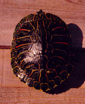 Trachemys_scripta_elegans_red.jpg