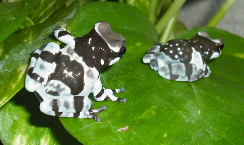 Trachycephalus resinifictrix-01-.jpg