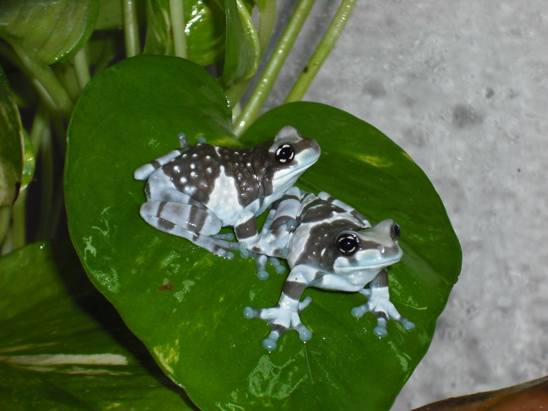 Trachycephalus resinifictrix-07.jpg