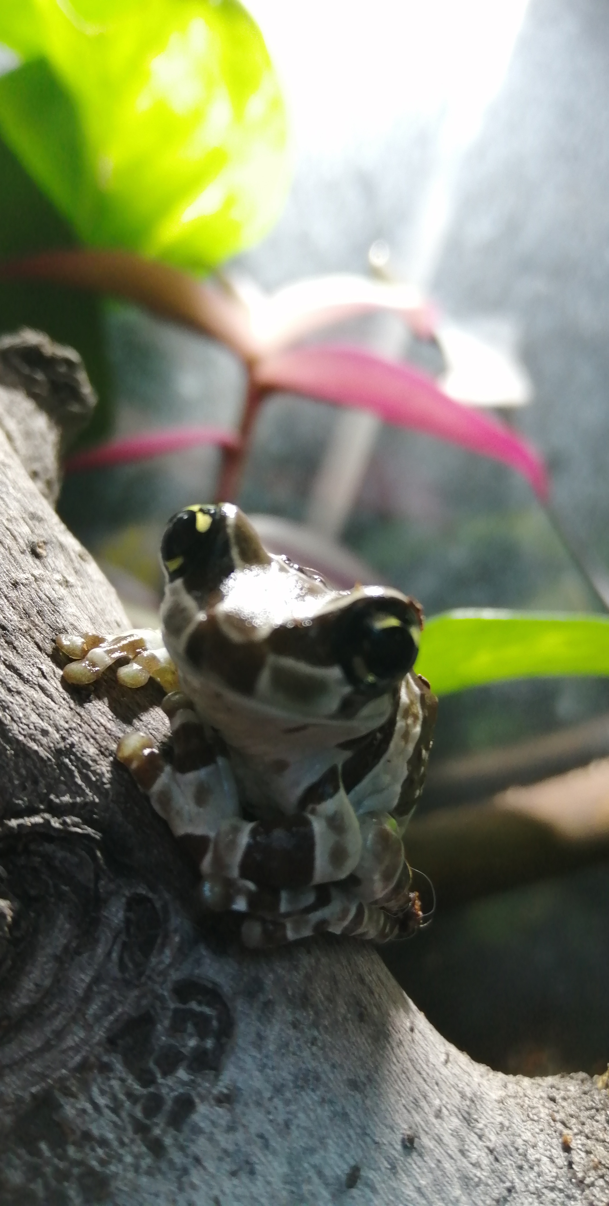 Trachycephalus resinifictrix