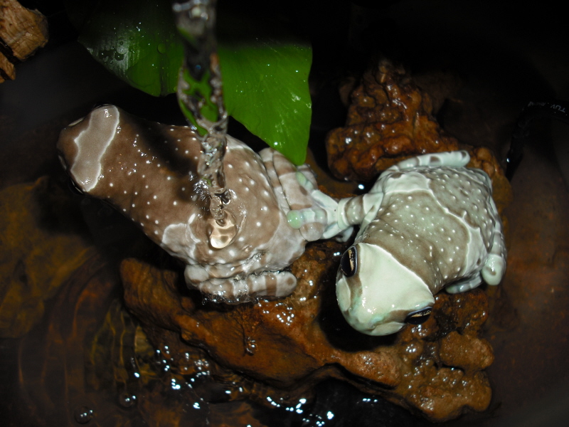 Trachycephalus resinifictrix18-.jpg