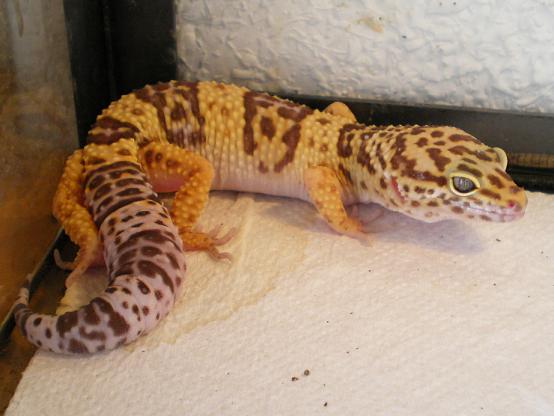 Tremper albino macho Nacido 2006.JPG