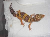 Tremper het DB Hembra.JPG