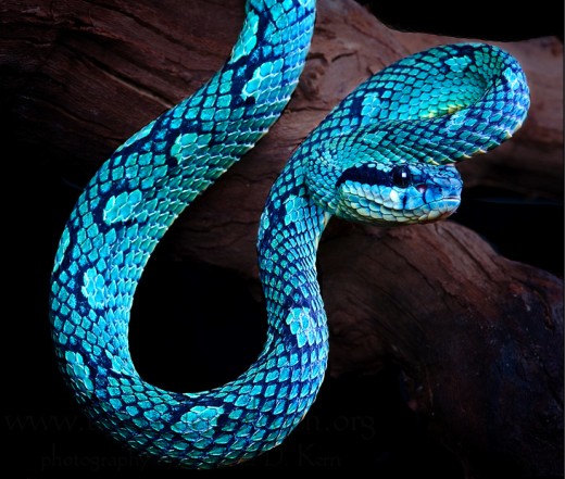 Trimeresurus trigonocephalus