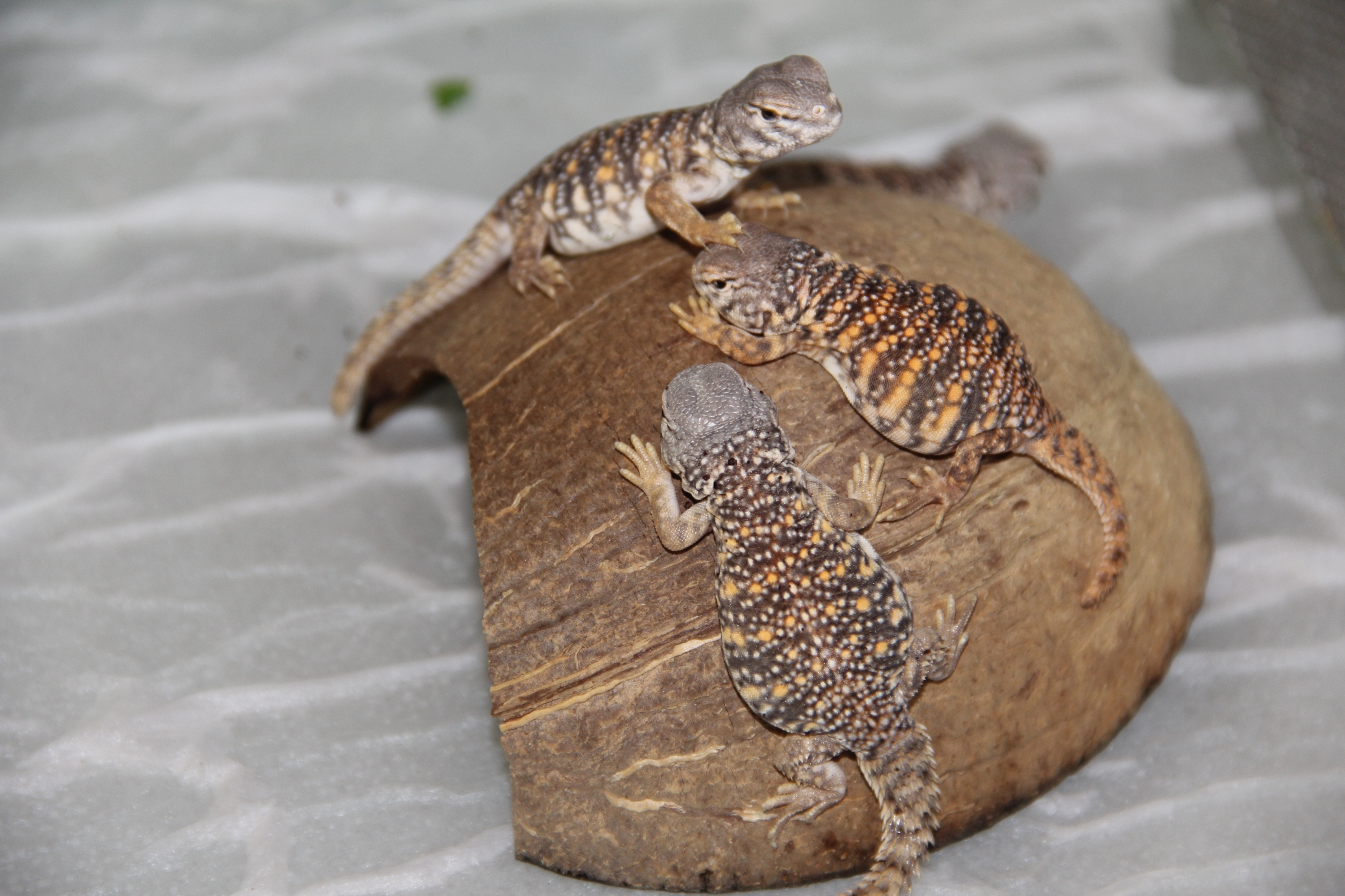 trio geyris peques.jpg