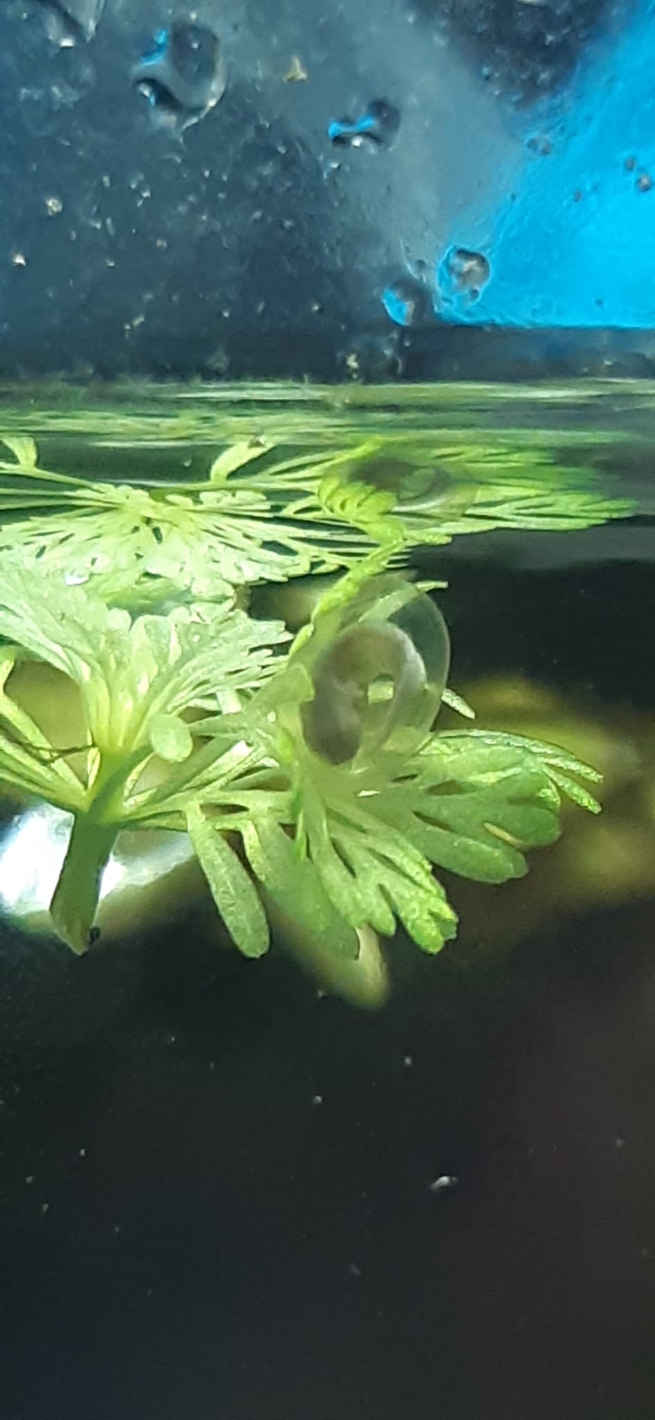 Tritón en desarrollo.