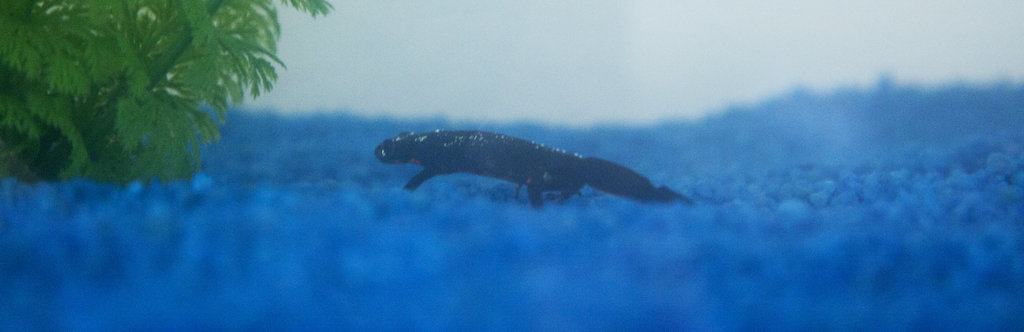 Triton vientre de fuego, en fase terrestre, dentro del agua