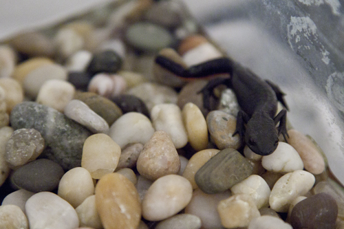 Triton vientre de fuego