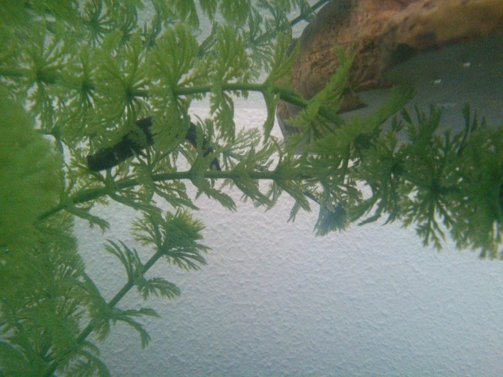 Triton volviendose acuatico o no?