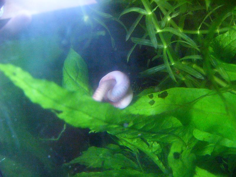 Triturus dobrogicus comiendo "Lumbricus nudus"