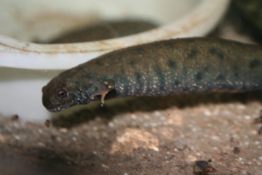 Triturus dobrogicus (hembra)
