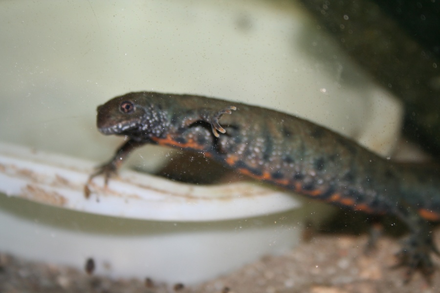 Triturus dobrogicus (hembra)