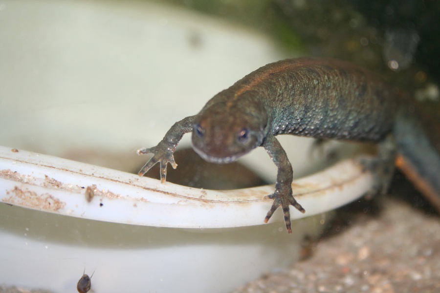 Triturus dobrogicus (hembra)