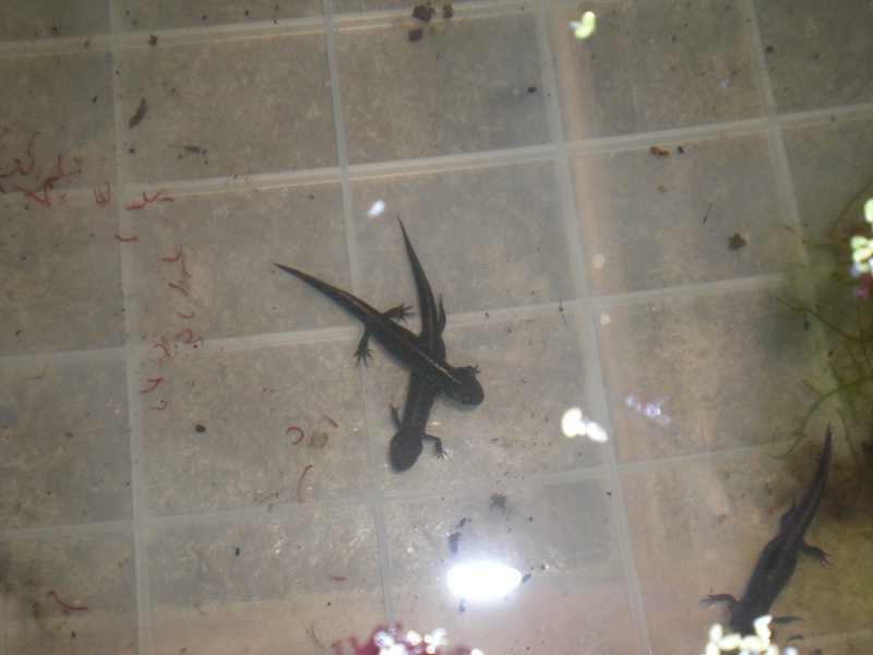 Triturus dobrogicus - Juveniles