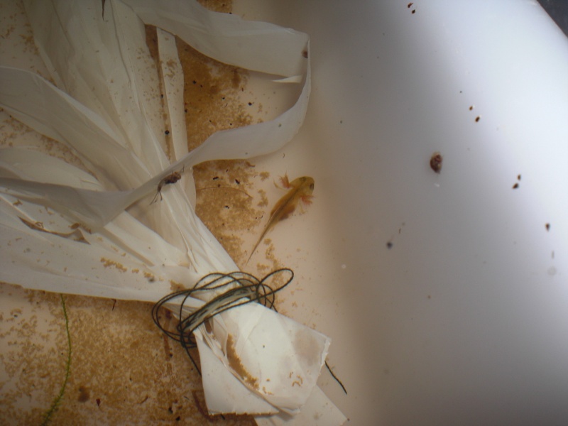 Triturus dobrogicus - Larva