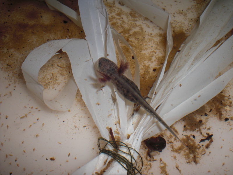 Triturus dobrogicus - Larva