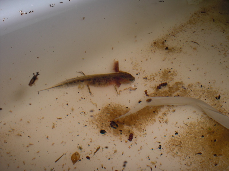 Triturus dobrogicus - Larva