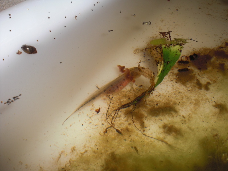 Triturus dobrogicus - Larva