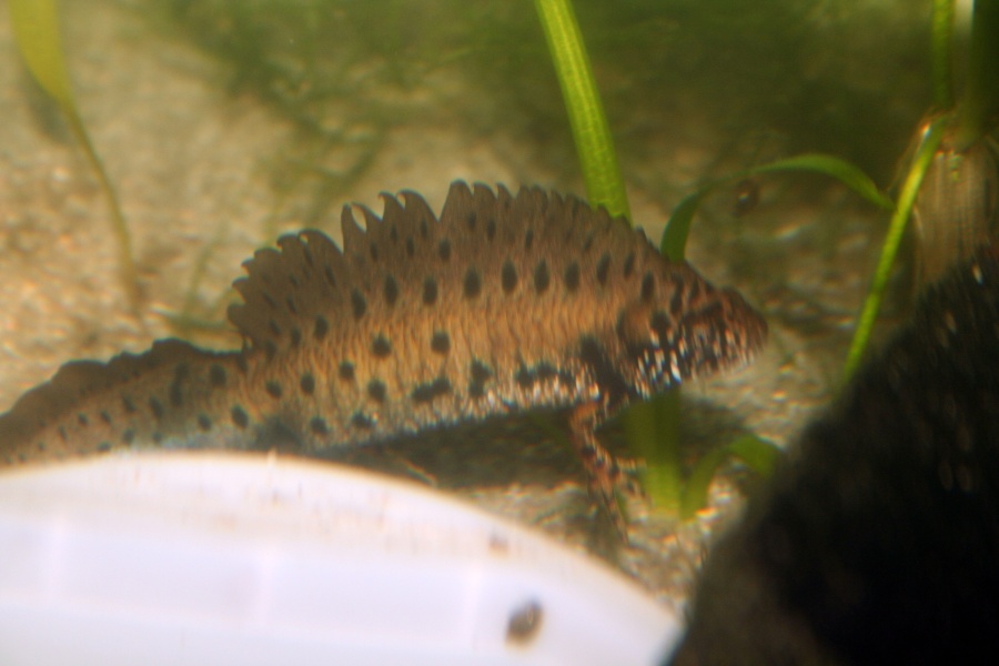 Triturus dobrogicus (macho)