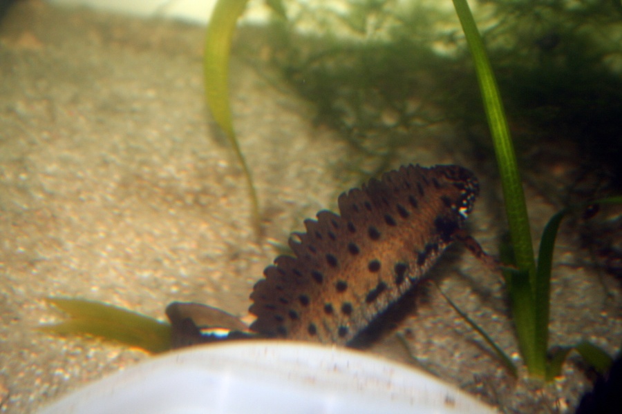 Triturus dobrogicus (macho)