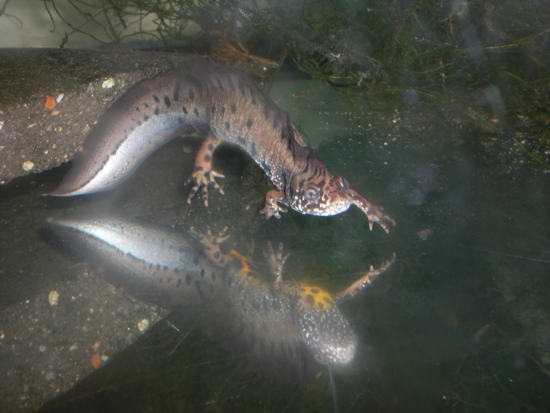 Triturus dobrogicus
