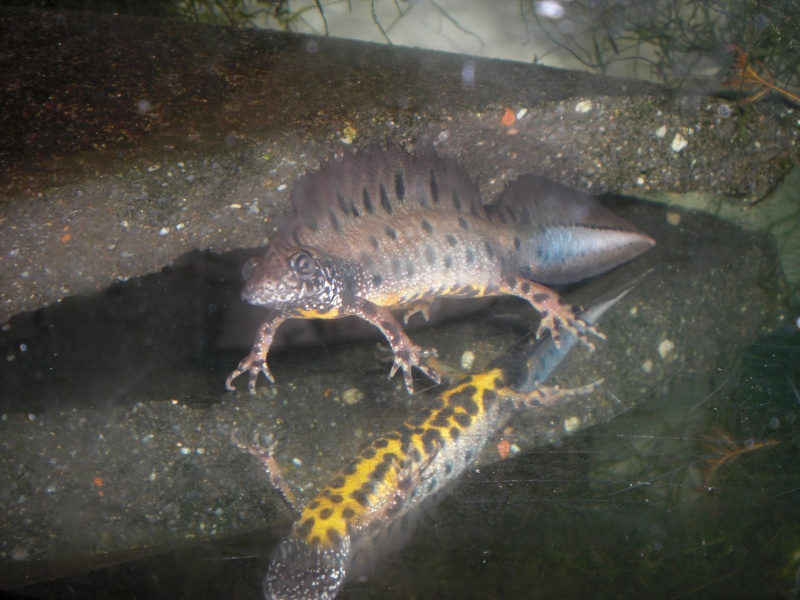 Triturus dobrogicus