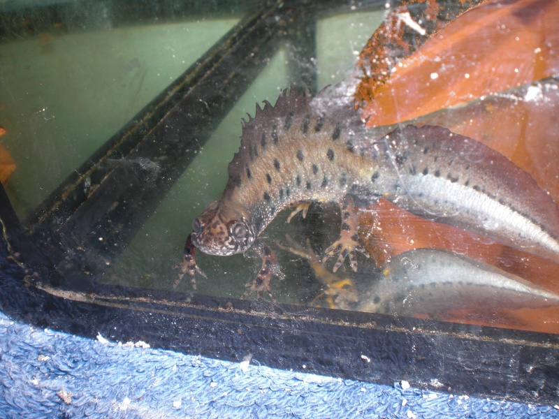 Triturus dobrogicus