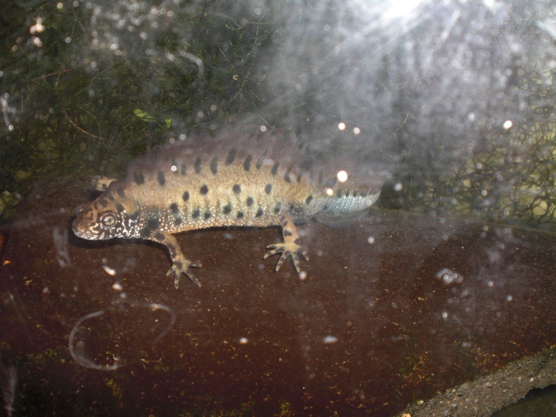 Triturus dobrogicus