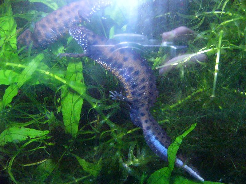 Triturus dobrogicus
