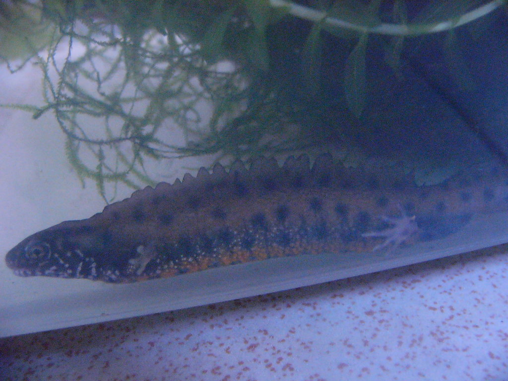 Triturus dobrogicus
