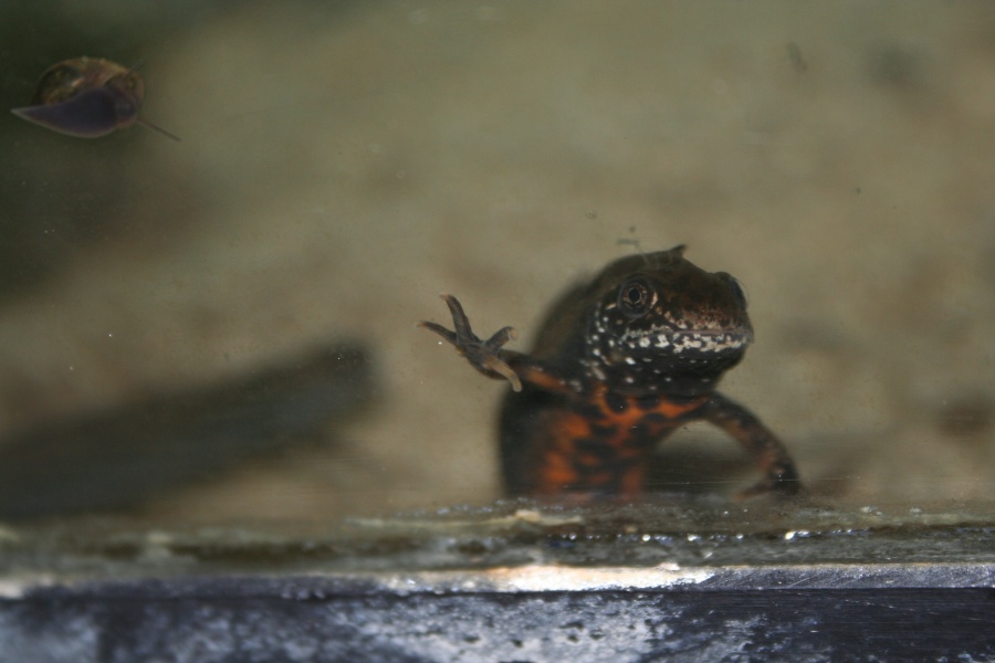 Triturus dobrogicus