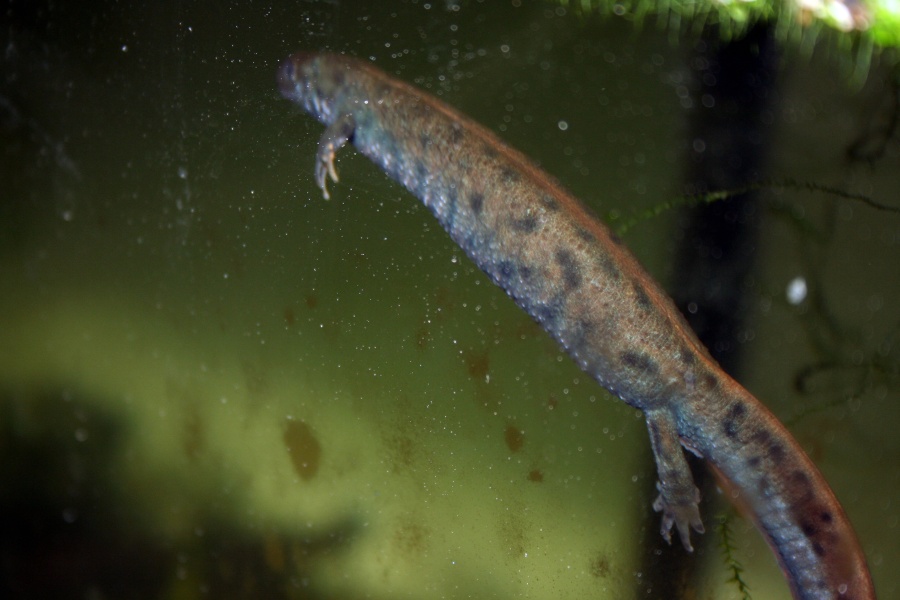 Triturus dobrogicus