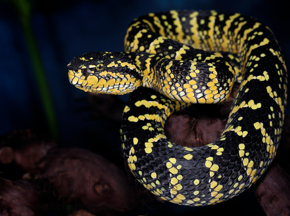 Tropidolaemus wagleri I