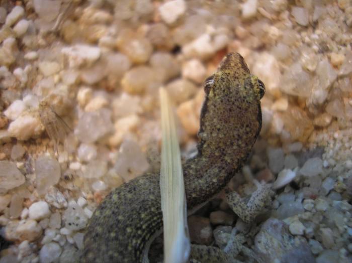 Tropiocoles nattereri hembra.jpg