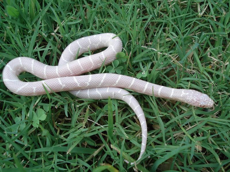 True Snow from T negative albino 2