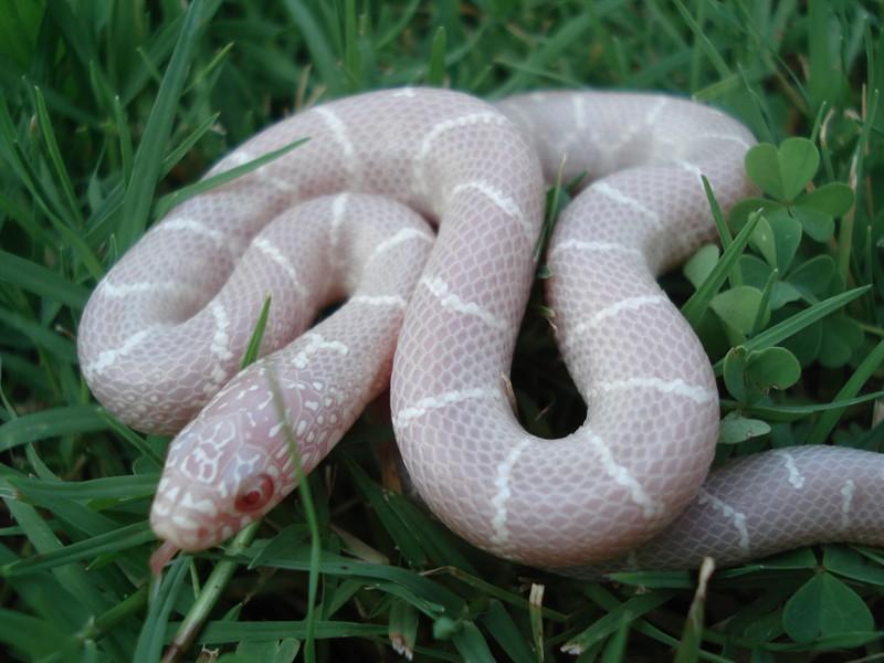 True Snow from T negative albino