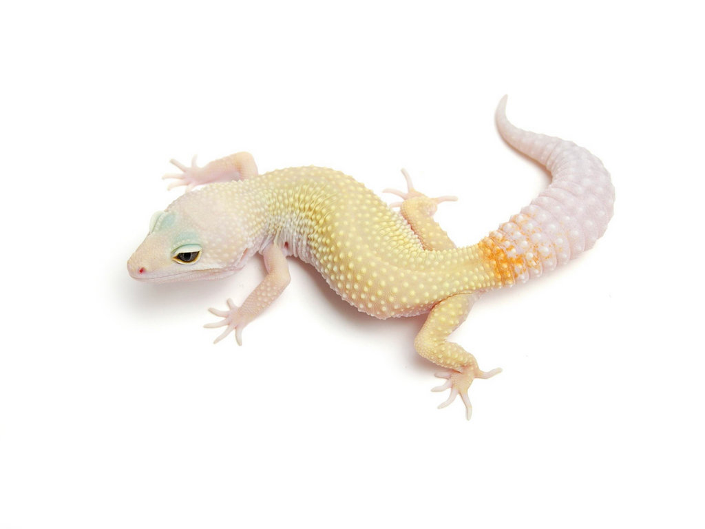 tug msparaec 476 resize 0