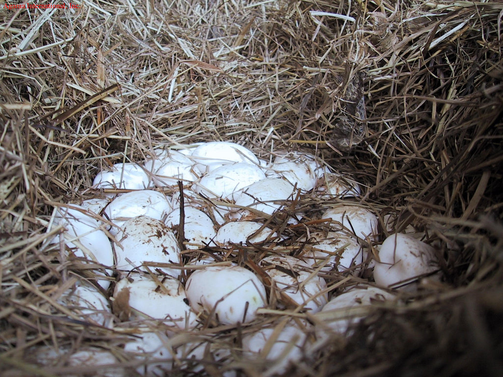 Tupinambis merianae - Huevos