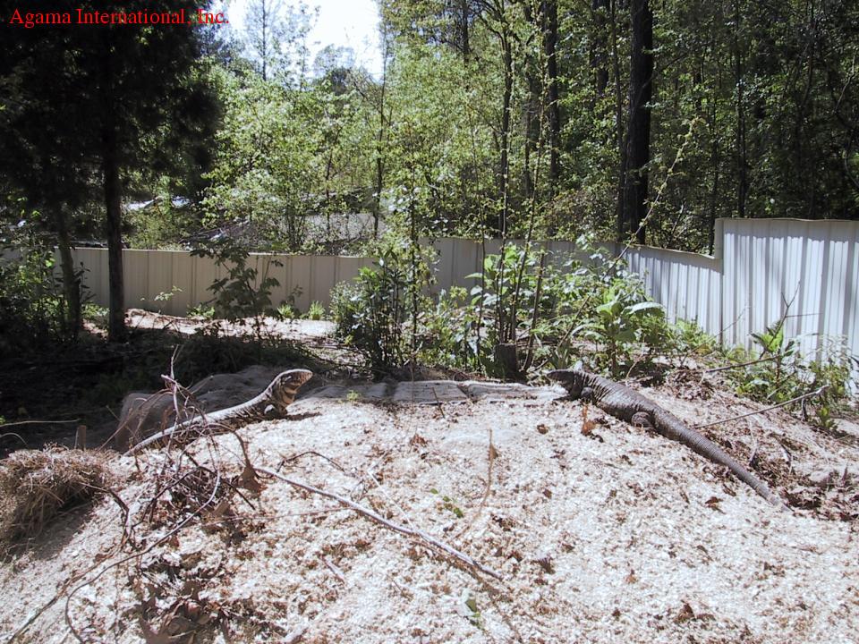 Tupinambis merianae - Terrario