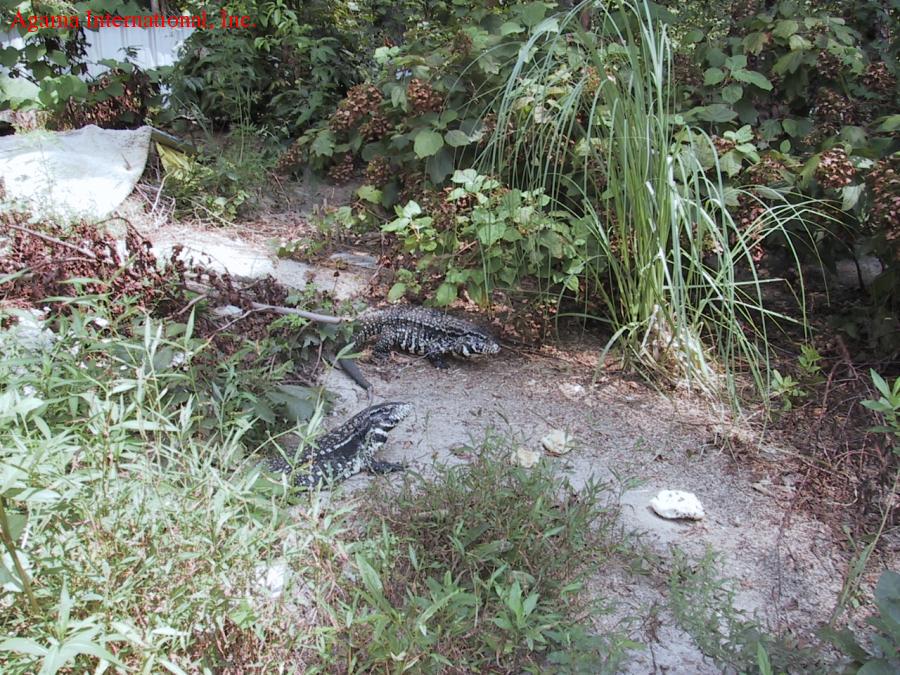 Tupinambis merianae - Terrarios