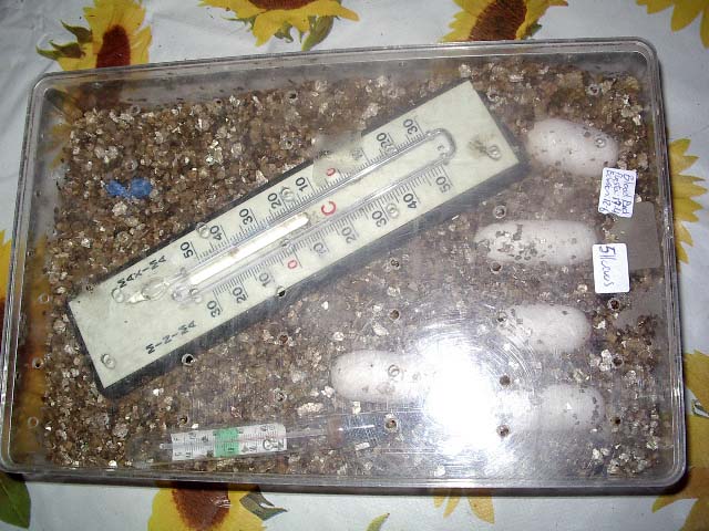 tupper incubacion 2.jpg