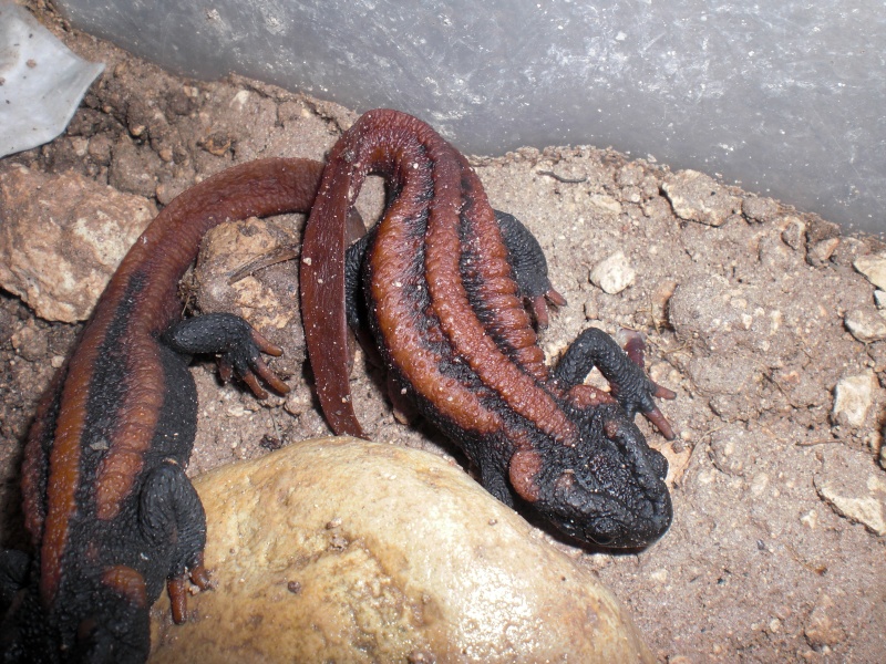 Tylototriton kweichowensis