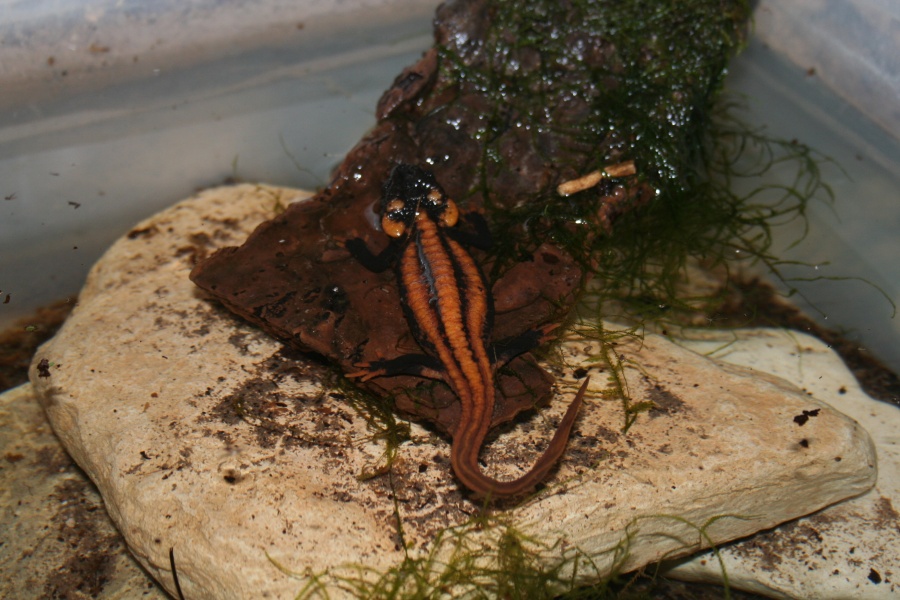 Tylototriton kweichowensis